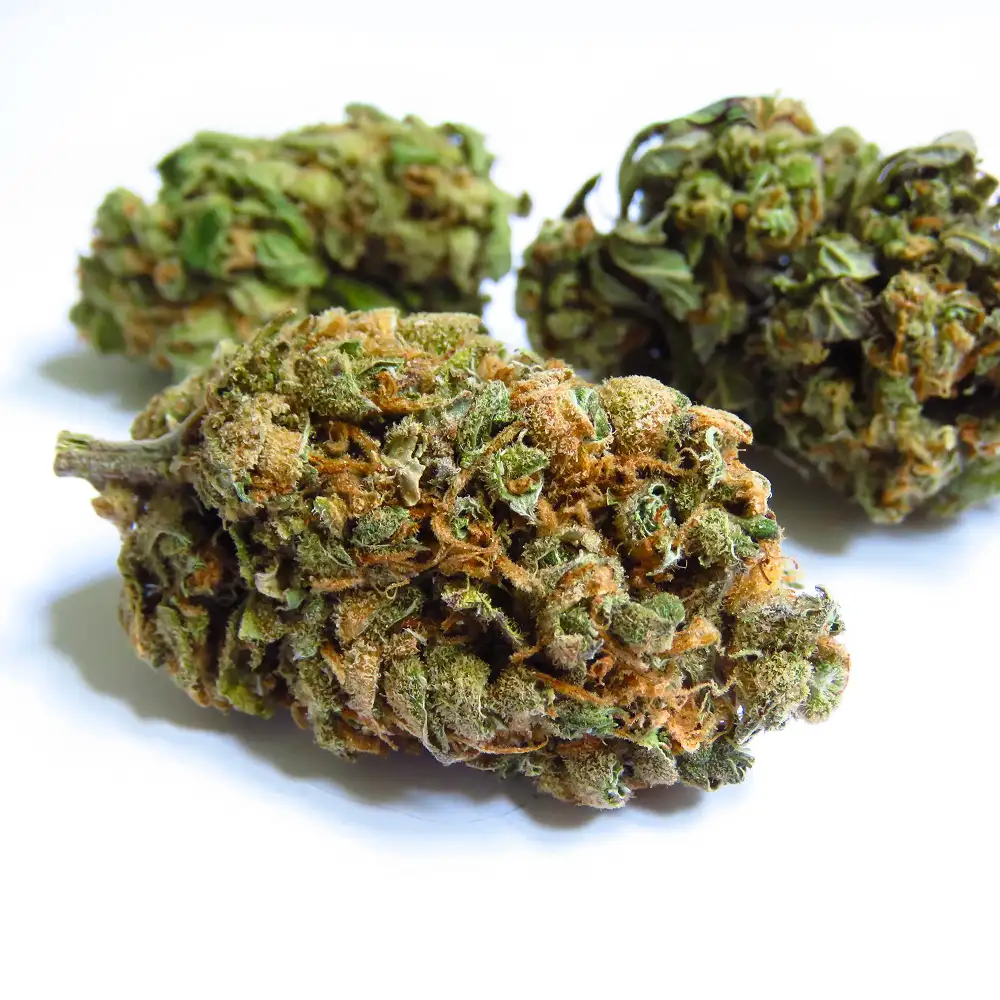 Amnésia Haze