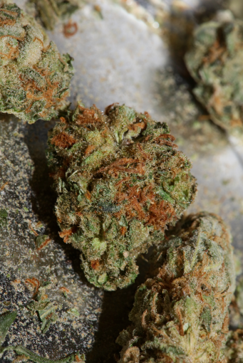 Lemon Haze